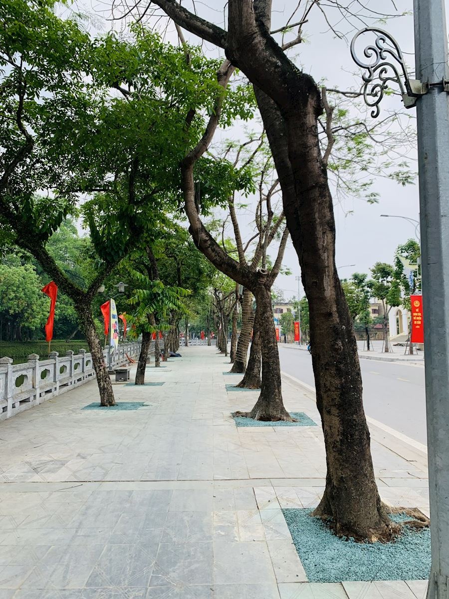 Sử dụng bê tông rỗng làm vật liệu phủ gốc cây